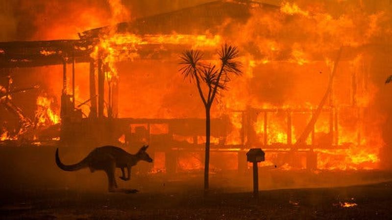 Pożary w Australii pochłonęły prawie 500 milionów zwierząt. Najbardziej zagrożone są koale