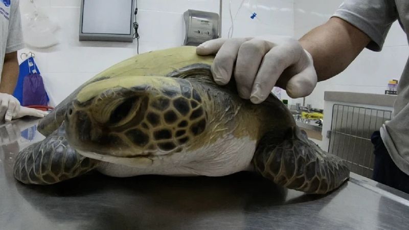 Uratowany żółw morski przez miesiąc wydalał plastikowe odpady zalegające w przewodzie pokarmowym