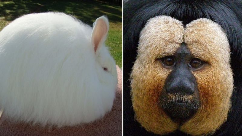 11 fantastycznych zwierząt, które w niczym nie przypominają tych, które widujemy na co dzień