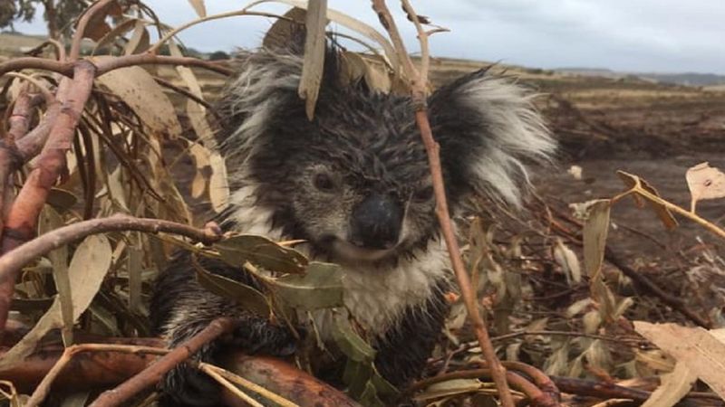 Masakra koali na plantacji eukaliptusa w Australii. Znaleziono dziesiątki martwych zwierząt