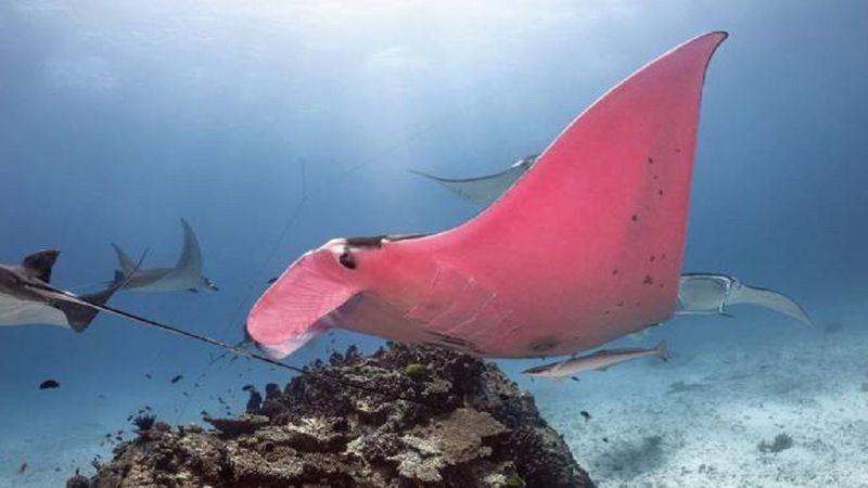 Jedyna w swoim rodzaju manta z różowym brzuchem została sfotografowana u wybrzeży Australii