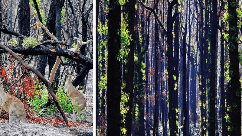 Życie powoli wraca na obszary, które spłonęły podczas niszczycielskich pożarów w Australii