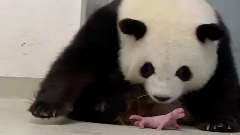 Obejrzyj nagranie rodzącej pandy, by na chwilę oderwać się od czarnych myśli