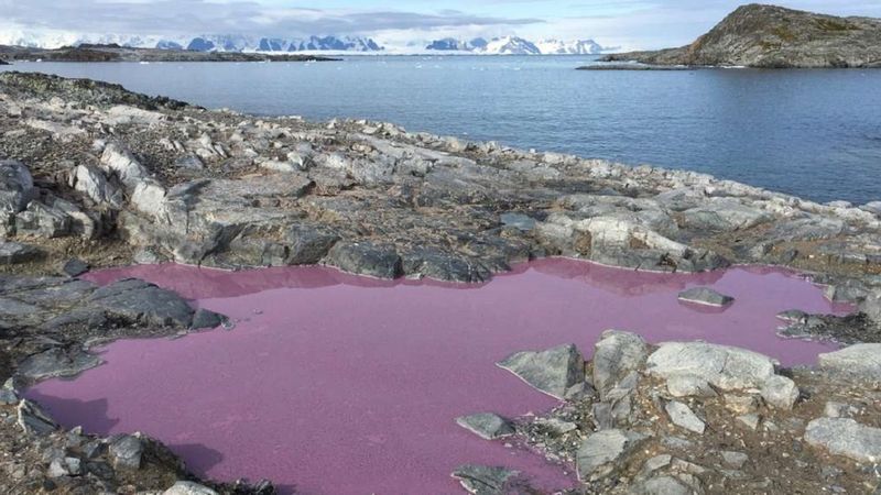 Purpurowy staw na Antarktydzie zadziwił zespół badawczy. Zagadkę szybko udało się rozwiązać