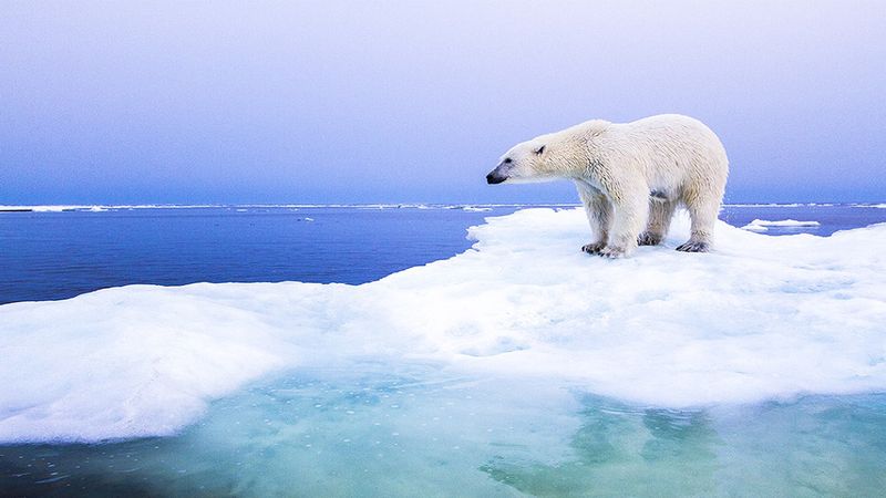 Nowe badanie sugeruje, że przed 2050 rokiem Arktyka latem będzie pozbawiona lodu