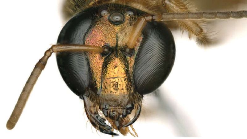 Pół kobieta, pół mężczyzna. Niezwykle rzadka pszczoła Megalopta amoena została odkryta w Panamie