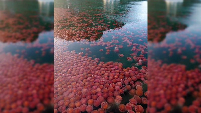 Opuszczona plaża na Filipinach została przejęta przez tysiące czerwonych meduz