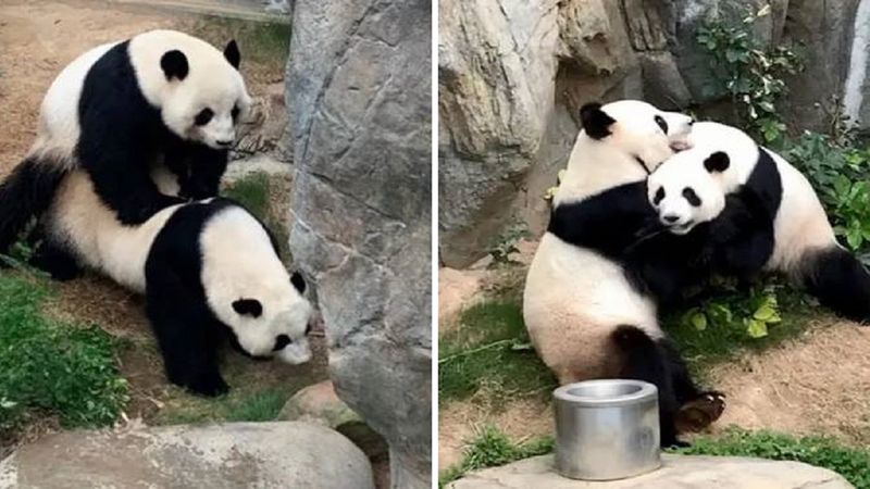 Dwie pandy z zoo w Hongkongu po 10 latach w końcu zdecydowały się na kopulację