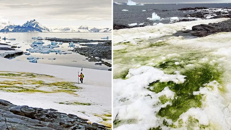 Zmiany klimatu sprawiły, że część Antarktydy stała się zielona. Nie, nie jest to jednak trawa