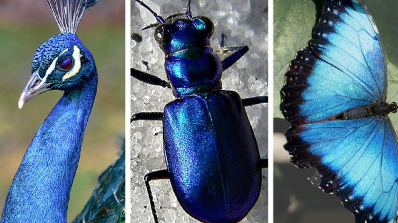 Dlaczego niebieskie zwierzęta tak rzadko występują w naturze?