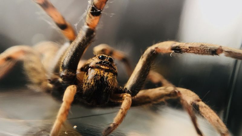 Naukowcy ostrzegają, że zmiany klimatu mogą doprowadzić do wyżu demograficznego pająków