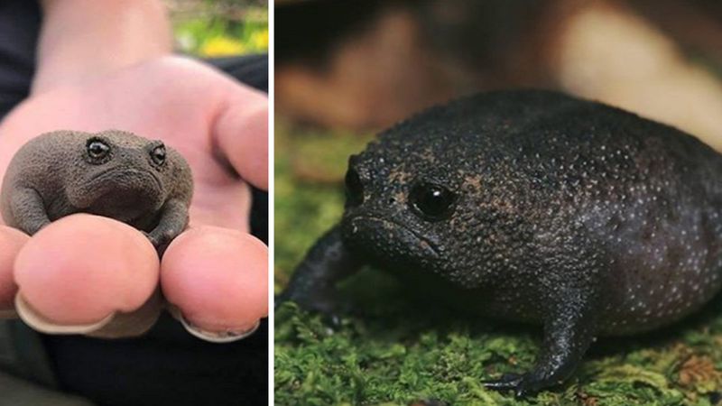 Czarna żaba deszczowa to najbardziej rozczarowany płaz świata. Wygląda jak poirytowane awokado