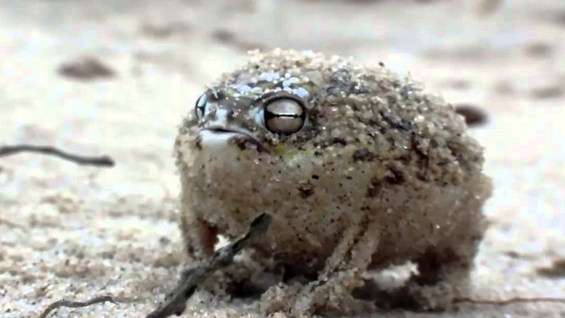 Oto podeszczownik pustynny, najbardziej nadąsana żaba z najzabawniejszym okrzykiem bojowym