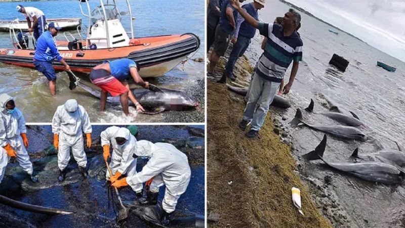 Katastrofa ekologiczna na Mauritiusie trwa. Na plaży pojawiają się dziesiątki martwych delfinów