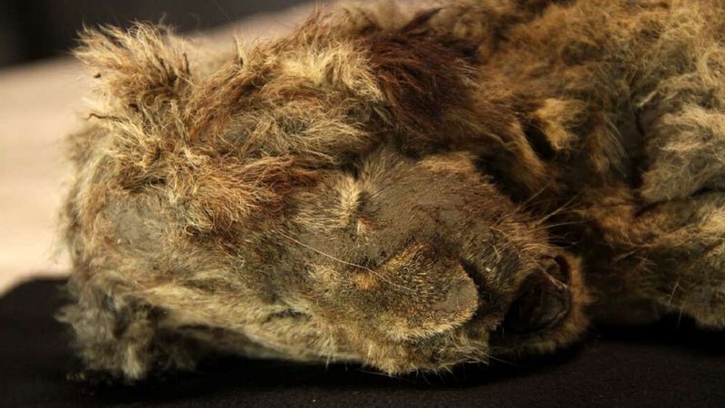 Zamrożone szczątki lwiątka jaskiniowego ujawniają, że wymarłe drapieżniki były odrębnym gatunkiem