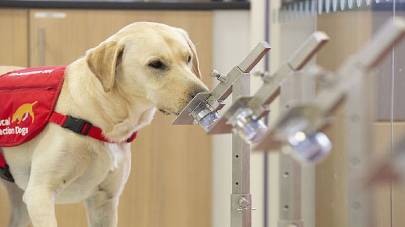 Psy są w stanie wykryć koronawirusa w próbkach śliny ze zdumiewającą dokładnością