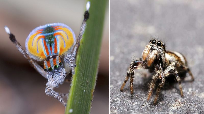 Są inteligentne, potrafią tańczyć i polują na inne pająki. Skakuny to niezwykłe stworzenia