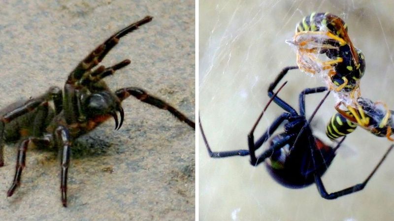 Najbardziej jadowite pająki świata. Żadnego z nich nie chciałbyś spotkać w łazience