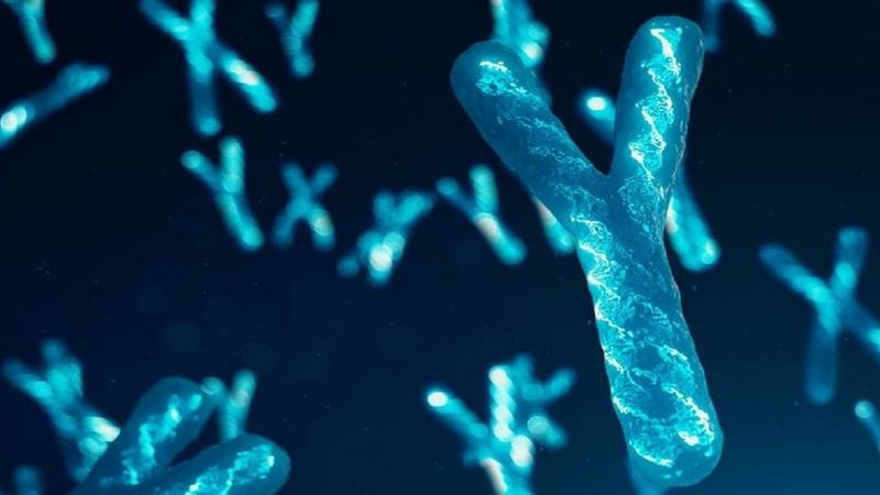 Męski chromosom Y kontroluje znacznie więcej niż płeć. Może wyjaśnić znaczące różnice