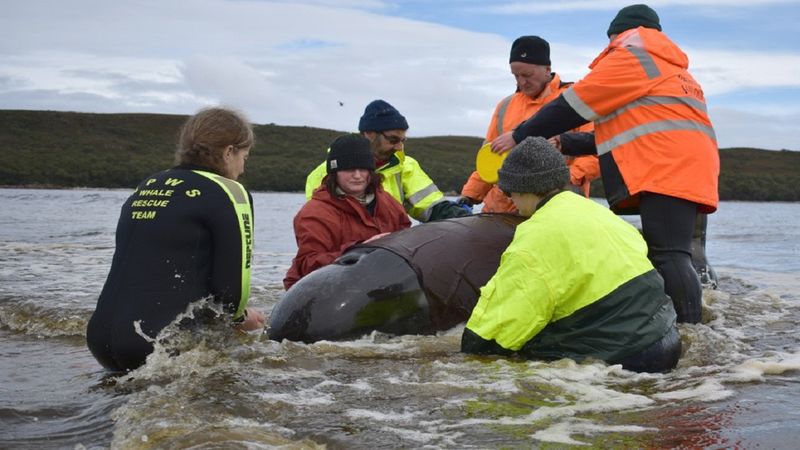 480 waleni utknęło na mieliźnie w Australii. Przynajmniej 380 z nich nie udało się uratować