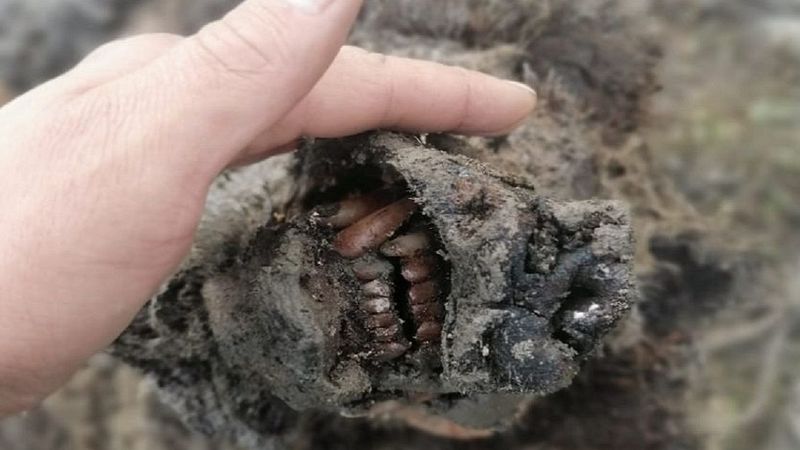 Znaleziono pierwsze w historii szczątki niedźwiedzia jaskiniowego. Okaz jest w doskonałym stanie