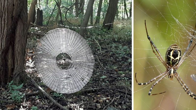 Sfotografowano olbrzymią pajęczynę. Niewiele osób uwierzy, że stworzył ją pojedynczy pająk