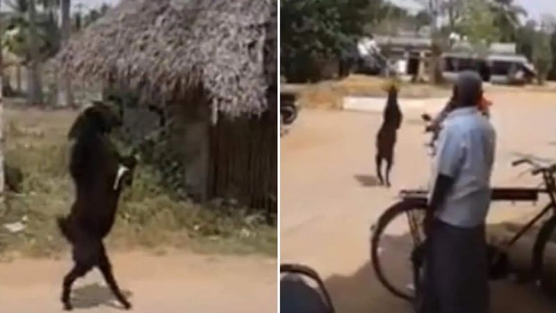 Spacerująca na dwóch nogach koza wywołała niemałe zamieszanie wśród internautów