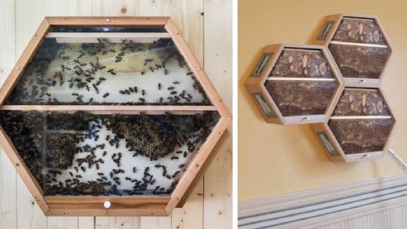 BEEcosystem to genialne rozwiązanie, które pozwoli ci na hodowlę pszczół nawet w salonie