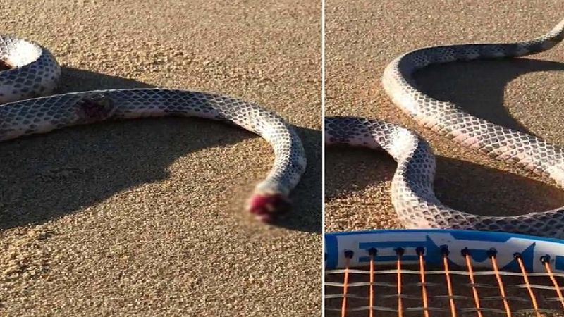 Dziwaczne nagranie bezgłowego węża, który nadal próbuje zaatakować mężczyznę na plaży