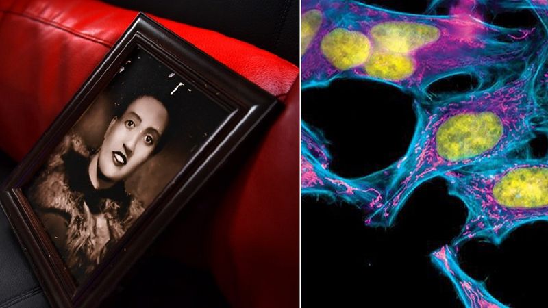 Dziwna historia Henrietty Lacks i jej nieśmiertelnych komórek, które odmieniły oblicze medycyny