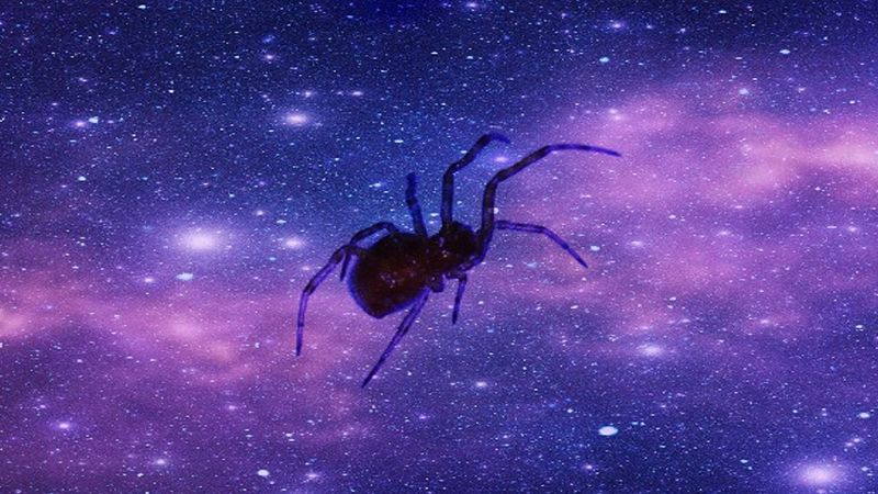 Ktoś wpadł na genialny pomysł, by zabrać pająki na Międzynarodową Stację Kosmiczną
