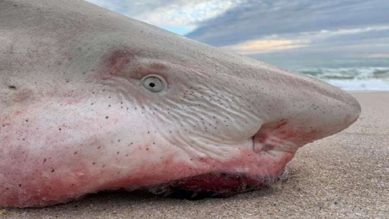 Gigantyczny rekin został wyrzucony na brzeg. Padł ofiarą mikroskopijnego zabójcy