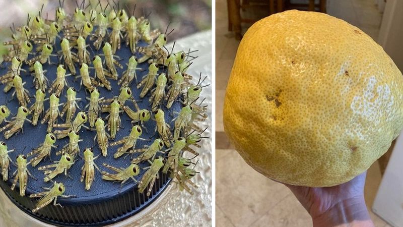 18 fantastycznych zdjęć, które udowadniają, że natura nigdy się nie nudzi. Jest nieprzewidywalna