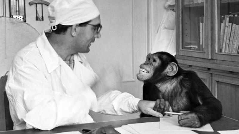 Dziki eksperyment rosyjskiego naukowca, który próbował stworzyć hybrydę człowieka i szympansa