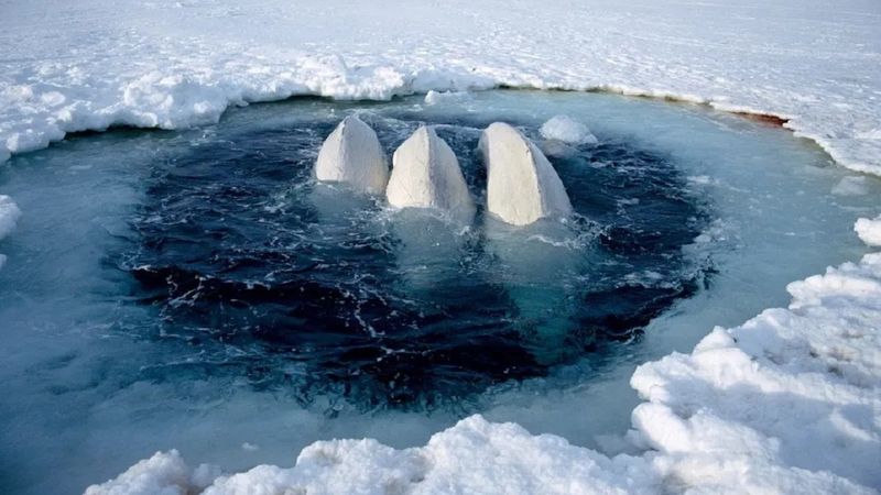 Lodołamacz grający muzykę klasyczną uratował 2000 białuch arktycznych przed pewną śmiercią