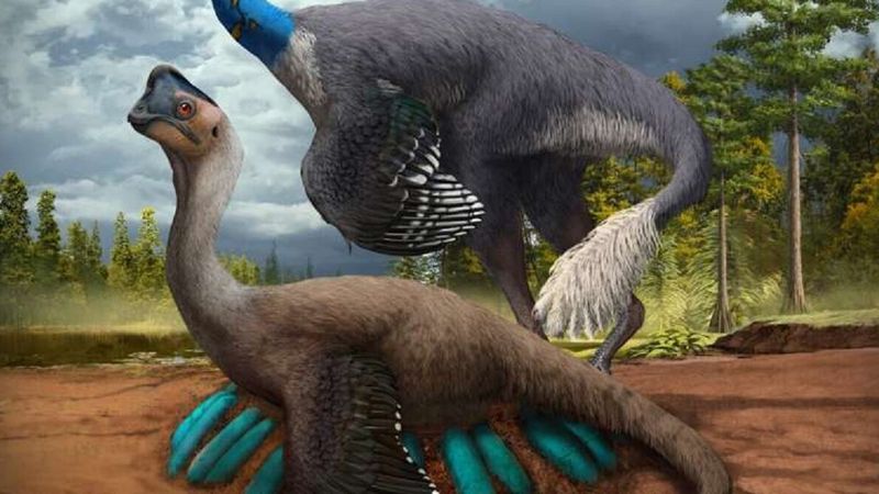 Odkryto zdumiewającą skamielinę dinozaura wysiadującego kilkanaście jaj w gnieździe
