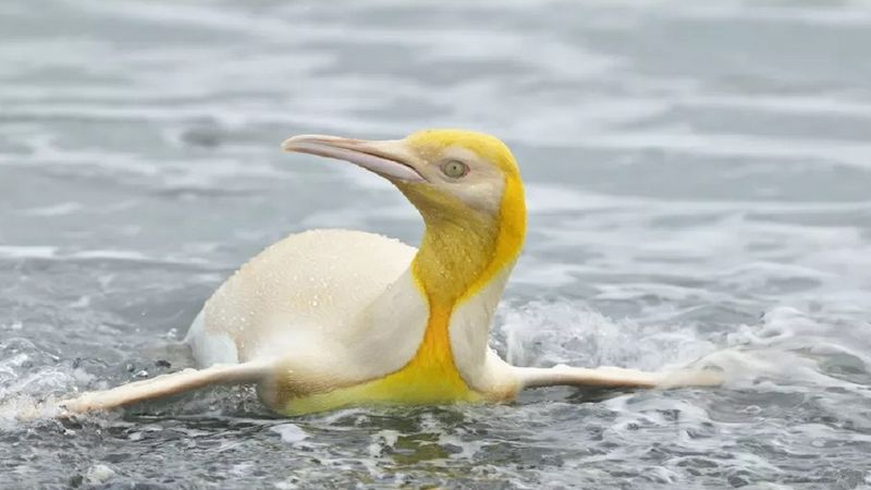 Leucyzm czy albinizm? Żółty pingwin swoim wyjątkowym ubarwieniem zaskoczył naukowców
