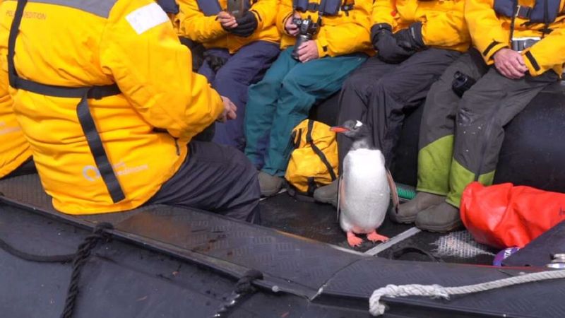 Brawurowa ucieczka pingwina przed orkami. Nagranie pełne napięcia do ostatniego skoku