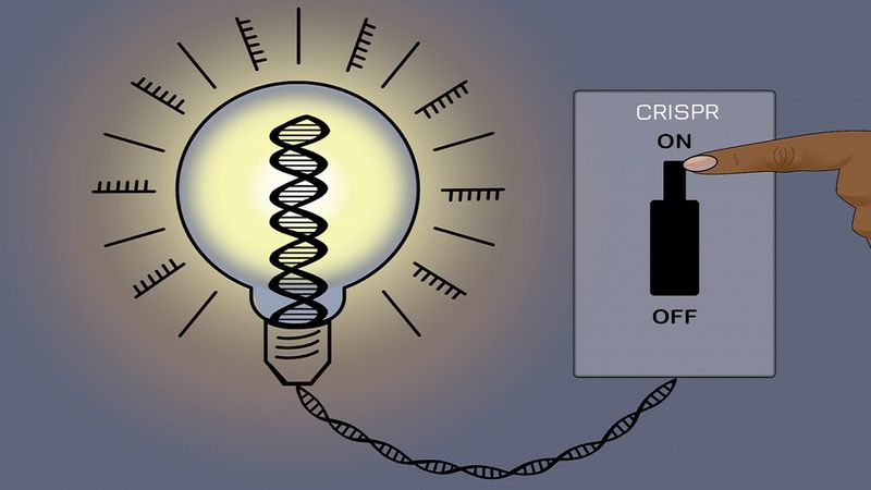 Przełomowa technologia CRISPR pozwala z łatwością włączać i wyłączać geny