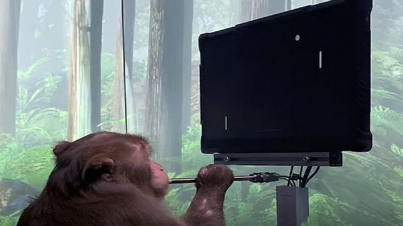 Neuralink opublikował nagranie małpy grającej w gry wideo jedynie za pomocą umysłu