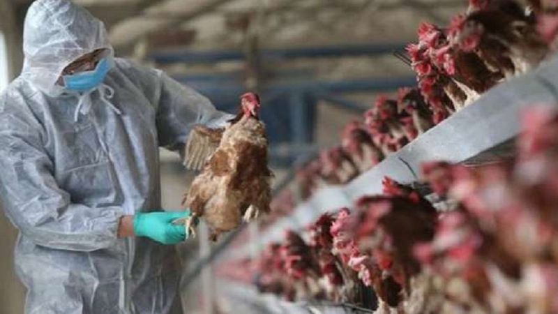 Szczep ptasiej grypy H5N8 znaleziono w 46 krajach. Naukowcy ostrzegają przed kolejną pandemią
