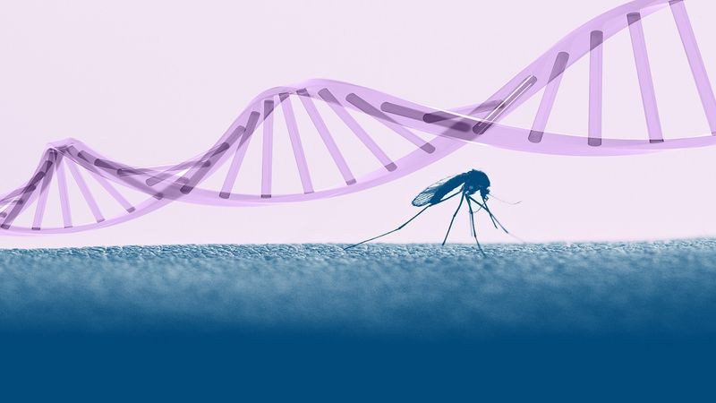 W USA na wolność wypuszczono genetycznie zmodyfikowane komary. Będą zwalczać choroby zakaźne