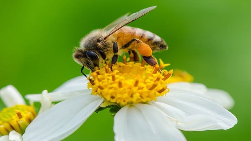 Okazuje się, że mikroplastik gromadzi się także na puchatych ciałach pszczół miodnych