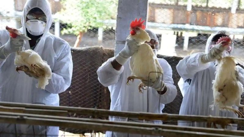 Pierwszy przypadek ptasiej grypy H10N3 u człowieka został zgłoszony w Chinach