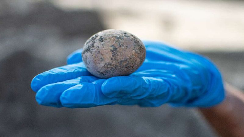 Podczas wykopalisk znaleziono 1000-letnie kurze jajko. Nienaruszone zachowało się w szambie
