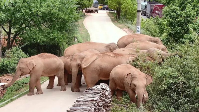 Stado słoni przemaszerowało 500 kilometrów przez Chiny, ale nikt nie wie, dlaczego