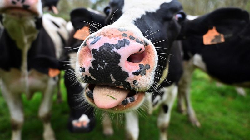 Bakterie znalezione w żołądku krowy są w stanie skutecznie rozkładać tworzywa sztuczne