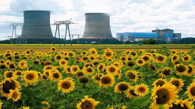 Atomowe słoneczniki, czyli dlaczego sadzi się te kwiaty po katastrofach nuklearnych