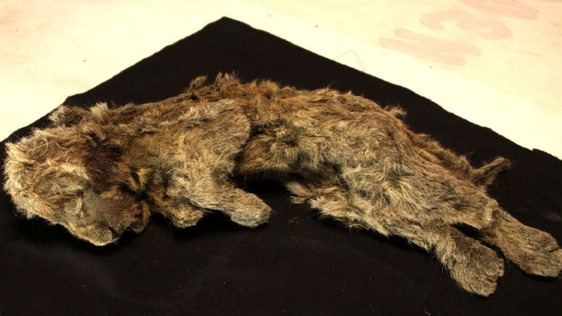 Doskonale zachowane młode lwy jaskiniowe znaleziono w wiecznej zmarzlinie na Syberii