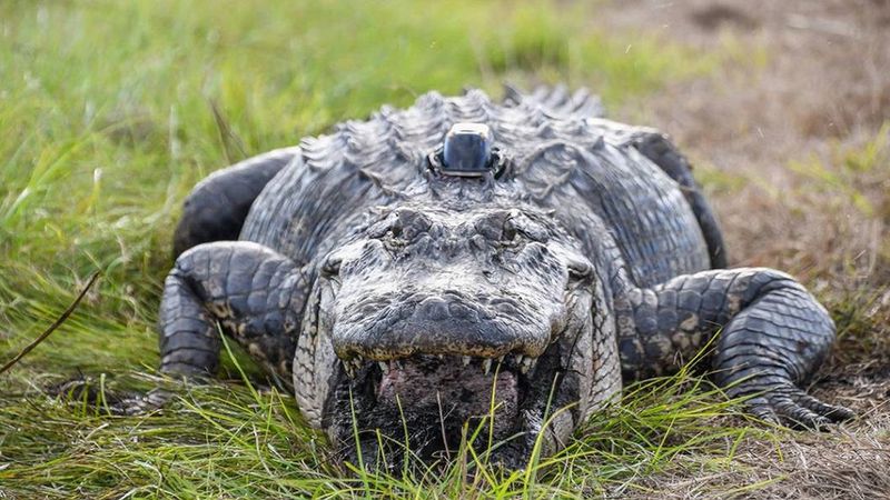 Ludzkie szczątki zostały znalezione w aligatorze. Gad zaatakował mężczyznę podczas huraganu